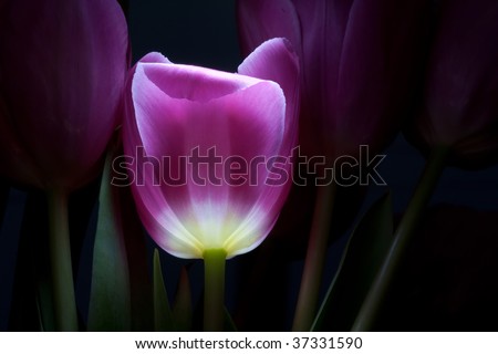fairy-tale flower of the tulip in darkness