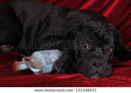 Cane corso four month puppy portrait with old bottle lying on red velvet and looking aside