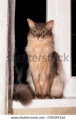Somali cat blue color portrait sits on windowsill at home at night