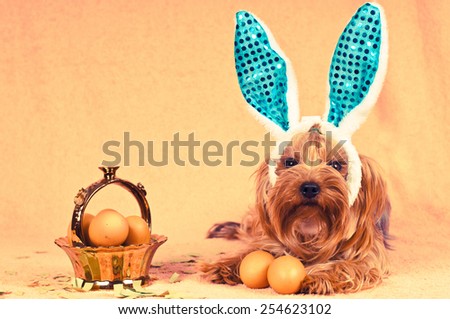 Cute dog like easter bunny lying portrait with eggs in golden basket looking at camera. Retro photo effect.