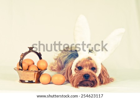 Cute dog like easter bunny lying portrait with eggs in golden basket looking at camera. Retro photo effect.