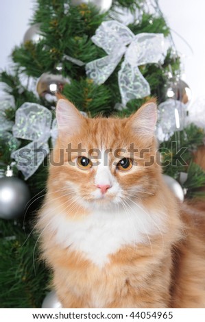 Portrait of red cat infront of Christmas tree