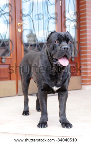 Big black dog protects the door of villa