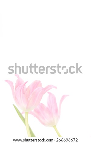 Similar – Image, Stock Photo Two-coloured tulip leaning against dark green wooden door