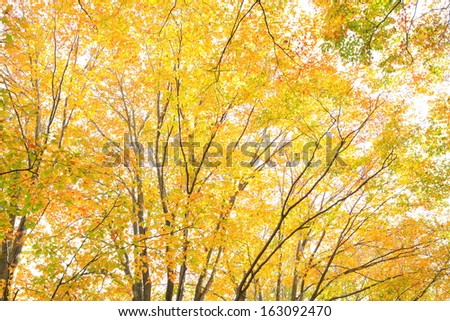 Autumn forest, Yellow leaves background, Aomori, Japan