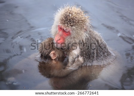 Monkey mother and baby in hot spring, Jigokudani, Nagano, Japan
