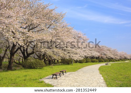 Cherry blossoms bloom path of Kitakami Tenshochi, Iwate, Japan
