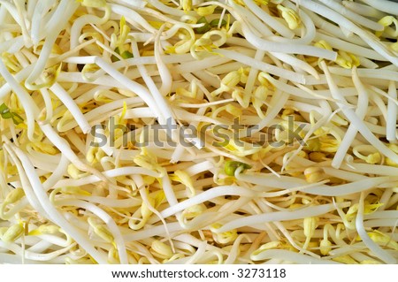 Soy sprout macro background