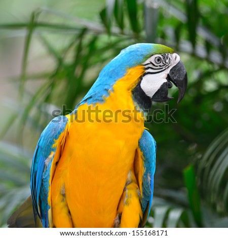 Blue and Gold Macaw Aviary