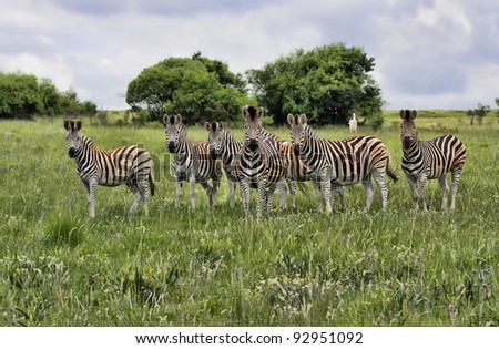 A pleasing landscape image conversion of a group of Burchells Zebra