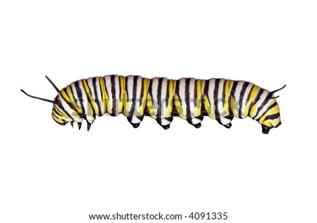 Monarch Caterpillar Side View Stock Photo 4091335 : Shutterstock