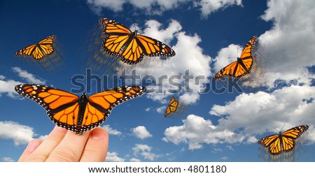 Releasing monarch butterflies