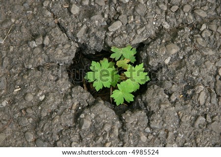 Little green plant surviving in the city hidden in little pot hole.