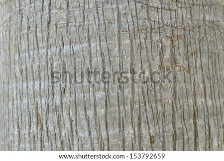Structure of a trunk of a palm tree