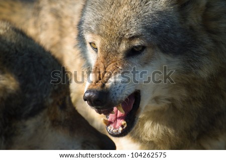 Angry wolf snarling on other wolf