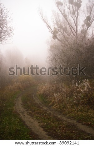Curving path in misty forest with fog.