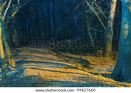 Path to the dark forest at night with lights and shadows from street lamp