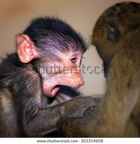 Baby Chacma baboon (Papio cynocephalus) excited and interacting with other young baboon - Kruger National park (South Africa)