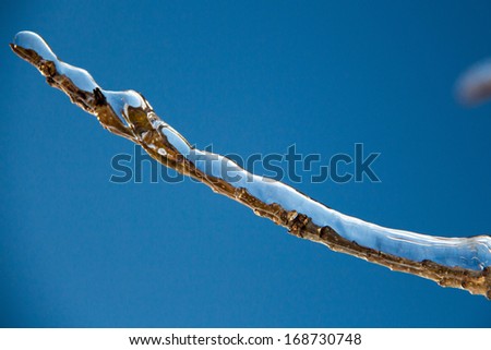 A closeup of a branch encased in ice after an ice storm