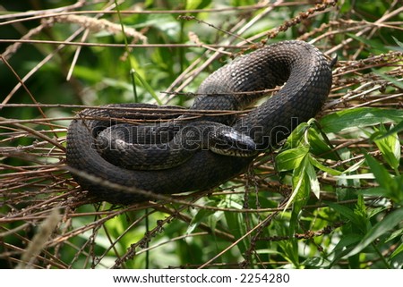 Northern water snake sunning on a bush