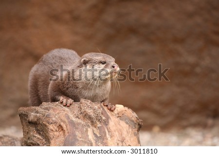 Otter sitting on trunk and looking to the right