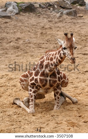Giraffe trying to sit down