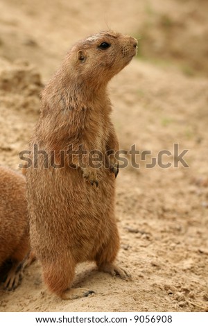 Prairie-dog looking very curious to the right