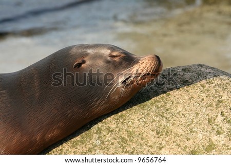 Sea lion sleeping with head on rock