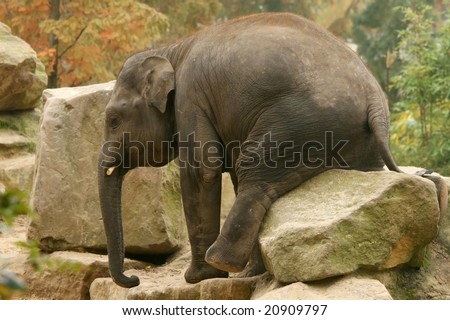 Elephant sitting on a rock