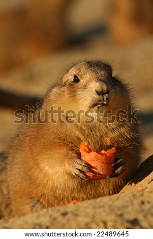 Cute little prairie dog holding a carrot and looking at you