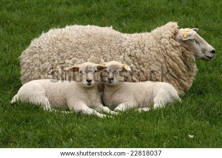 Two little lambs and mother sheep