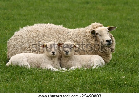 Two little lambs next to their mother looking at you