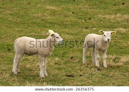 Two little lambs