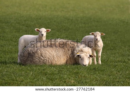 Two little lambs and mother sheep looking at you