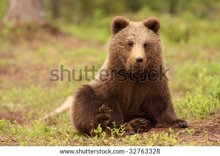 Cute little brown bear sitting and looking at you