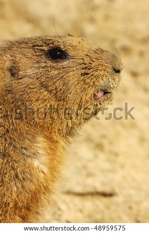 Close up of a prairie dog covered with sand