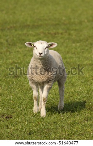 Little lamb in the field looking at you