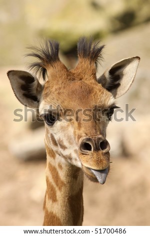Baby giraffe sticking out its tongue