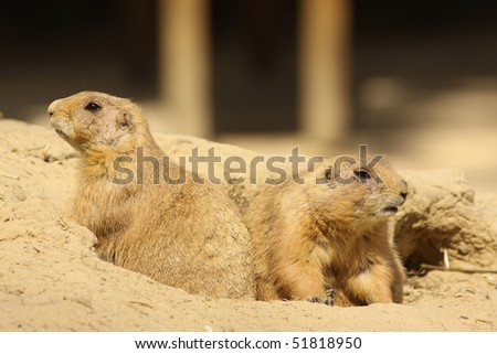 Two prairie dogs looking out of their burrow