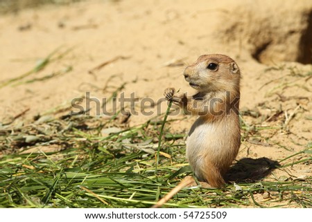 Baby prairie dog eating grass