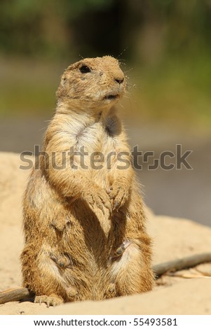 Prairie dog covered with sand