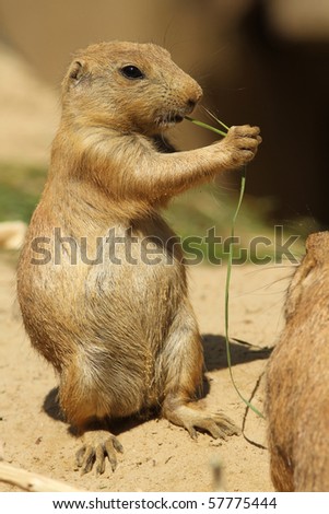 Little prairie dog standing upright and eating