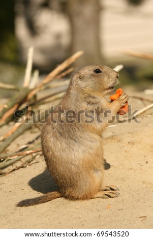 Prairie dog standing upright and holding a carrot