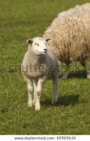 Little lamb