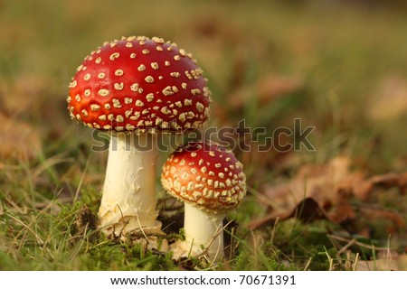 Big and small toadstool