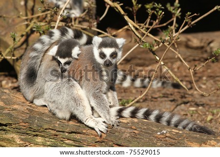 Two ring-tailed lemurs sitting on a log