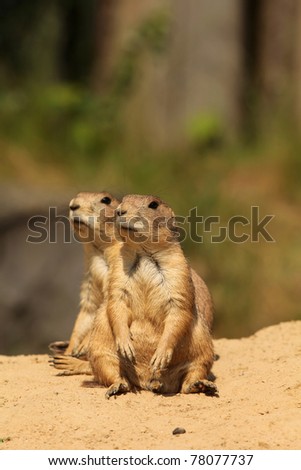 Two prairie dogs looking in the same direction (focus on the first one)