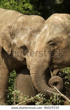 Two elephants eating (focus on the right one)