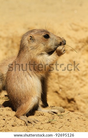 Little prairie dog eating