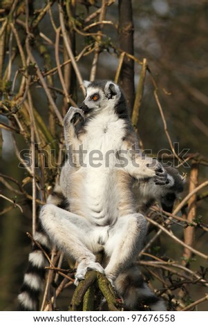 Ring-tailed lemur sitting in a tree